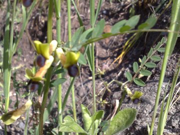 Una Fabacea  con fiore giallastro - Vicia melanops